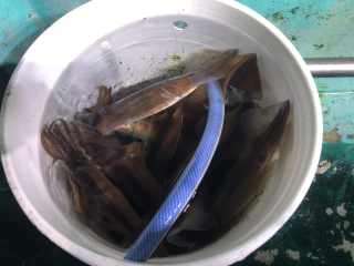 なかくに丸 釣果