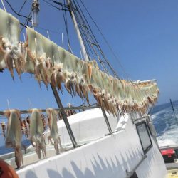 大進丸（愛知） 釣果