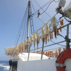 大進丸（愛知） 釣果