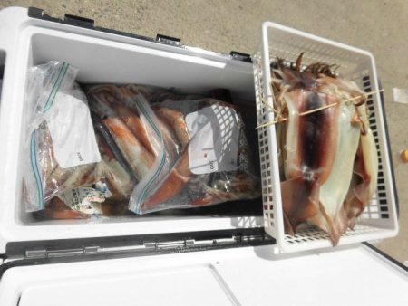 大進丸（愛知） 釣果