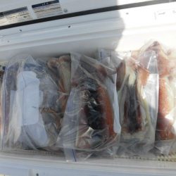 大進丸（愛知） 釣果