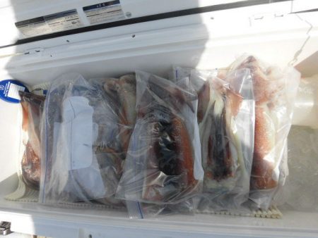 大進丸（愛知） 釣果