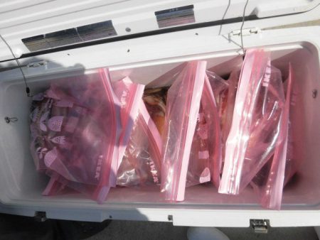 大進丸（愛知） 釣果