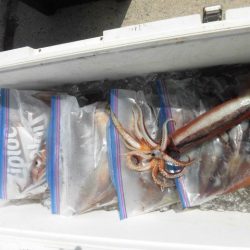 大進丸（愛知） 釣果