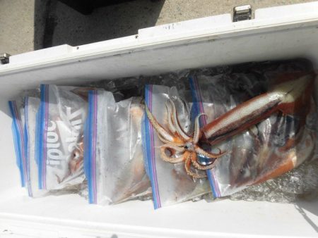 大進丸（愛知） 釣果