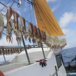 大進丸(愛知) 釣果