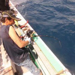 大進丸（愛知） 釣果