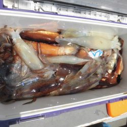 大進丸（愛知） 釣果