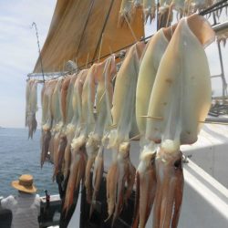 大進丸（愛知） 釣果