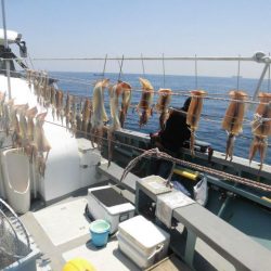 大進丸（愛知） 釣果
