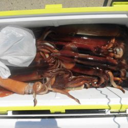 大進丸（愛知） 釣果