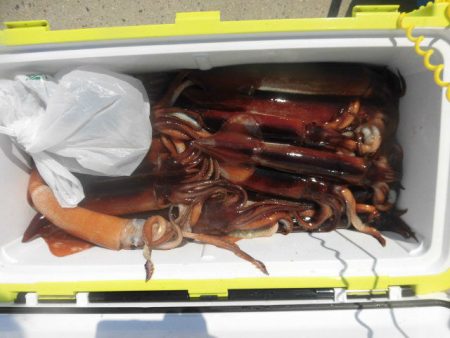 大進丸（愛知） 釣果