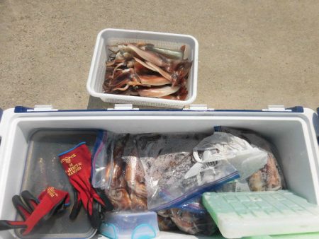 大進丸（愛知） 釣果