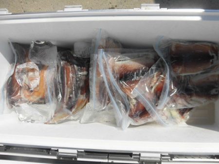 大進丸（愛知） 釣果