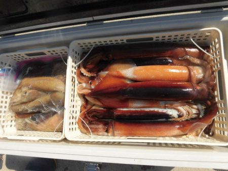 大進丸（愛知） 釣果