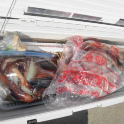 大進丸（愛知） 釣果