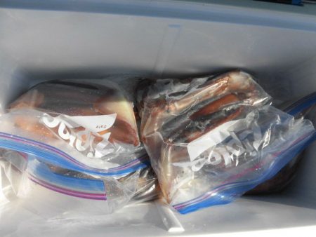 大進丸（愛知） 釣果