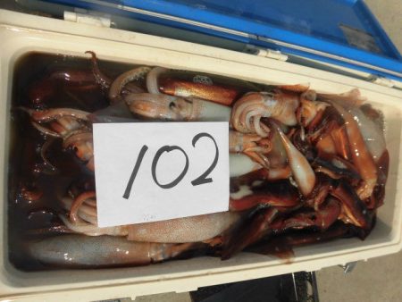 大進丸（愛知） 釣果