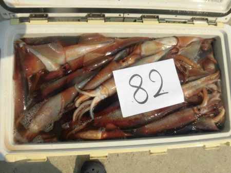 大進丸（愛知） 釣果