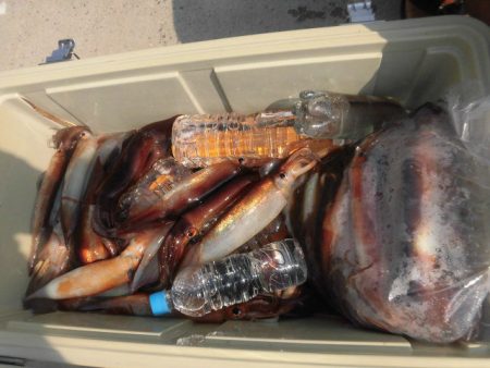 大進丸（愛知） 釣果