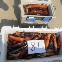 大進丸（愛知） 釣果