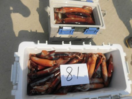 大進丸（愛知） 釣果