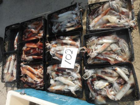 大進丸（愛知） 釣果