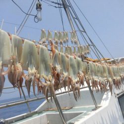 大進丸（愛知） 釣果