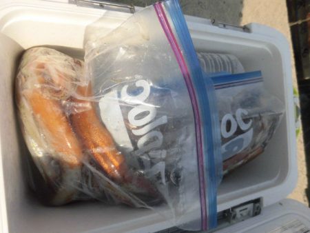 大進丸（愛知） 釣果