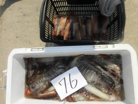 大進丸（愛知） 釣果