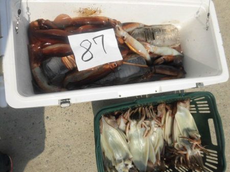 大進丸（愛知） 釣果