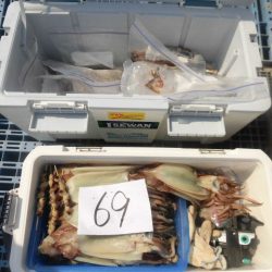 大進丸（愛知） 釣果