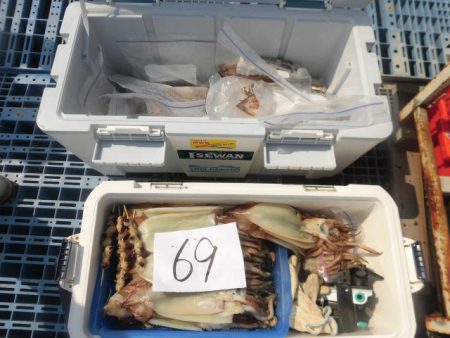 大進丸（愛知） 釣果