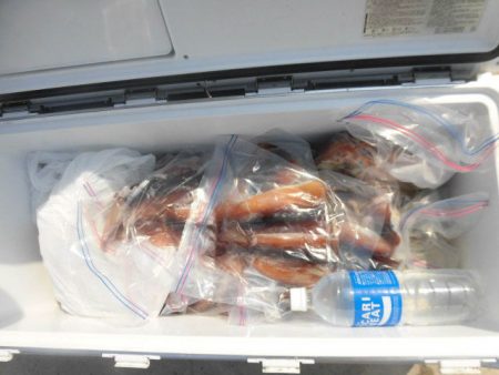 大進丸（愛知） 釣果