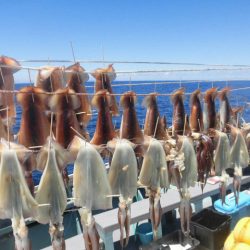 大進丸(愛知) 釣果