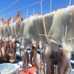 大進丸(愛知) 釣果