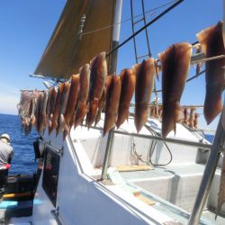 大進丸(愛知) 釣果