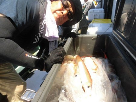 大進丸(愛知) 釣果