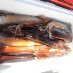 大進丸(愛知) 釣果