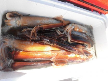 大進丸(愛知) 釣果