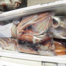 大進丸(愛知) 釣果