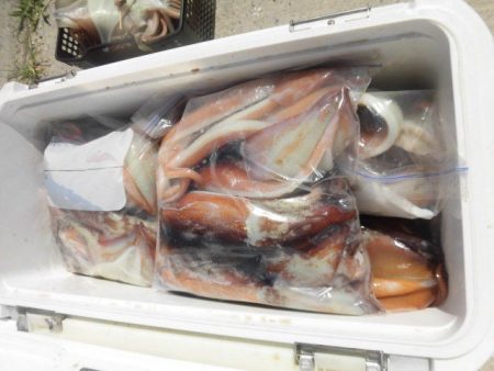 大進丸(愛知) 釣果