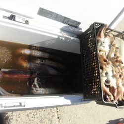 大進丸(愛知) 釣果