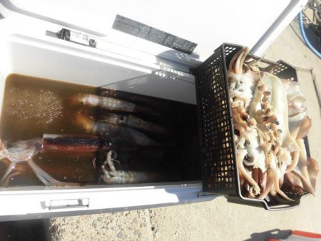 大進丸(愛知) 釣果