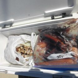 大進丸(愛知) 釣果