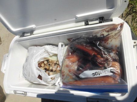 大進丸(愛知) 釣果