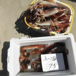 大進丸(愛知) 釣果