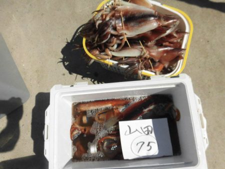 大進丸(愛知) 釣果