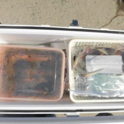 大進丸(愛知) 釣果