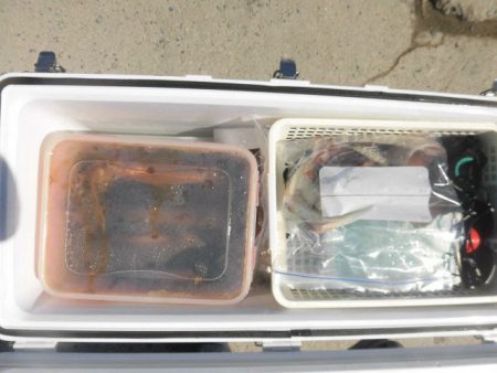 大進丸(愛知) 釣果